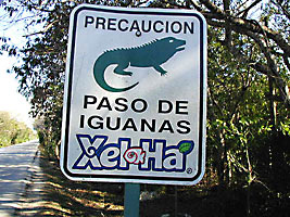 You Only See This In Cancun...